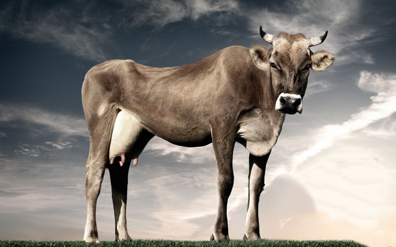 Самая худая корова в мире фото